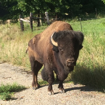 Buffalo at Farm
