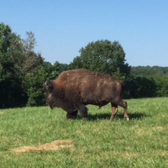 Buffalo in a field.